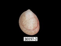 藏品(多斑鳥尾蛤)的圖片